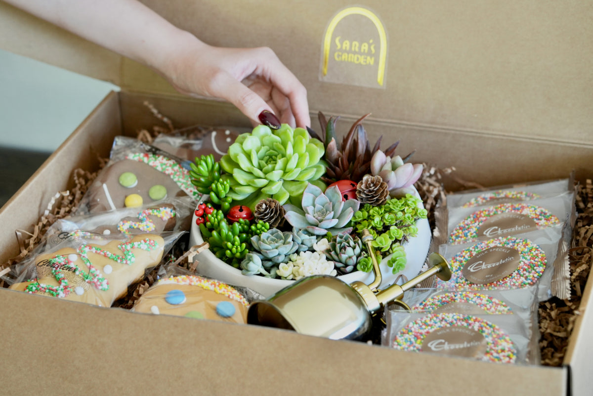Large Christmas Corporate Gift Hamper | Office Plant & Sweet Treats