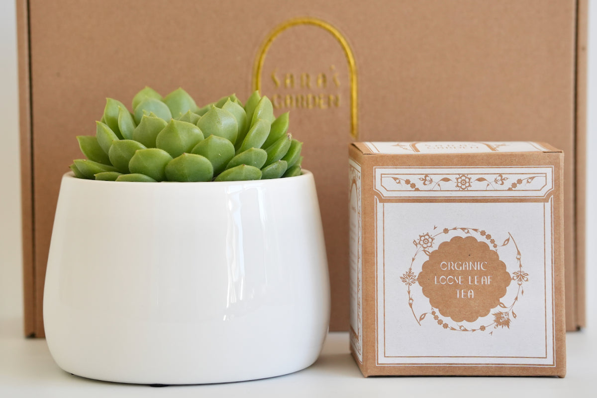 Succulent & Organic Tea Gift Hamper – Large