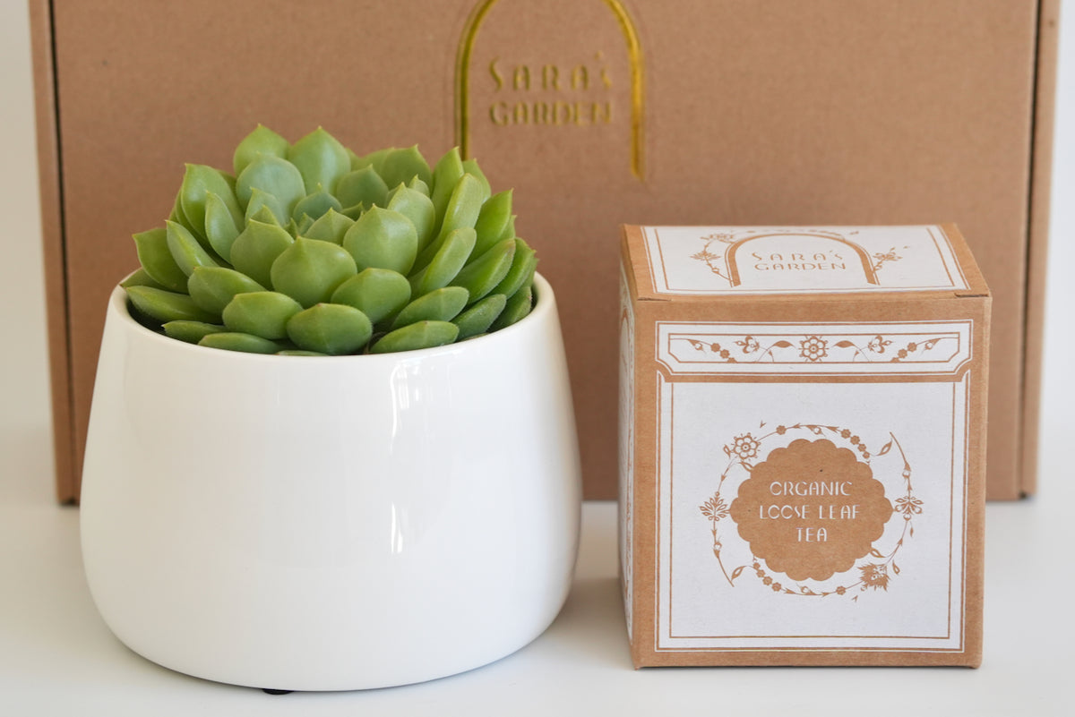 A small large succulent in a white ceramic pot displayed next to a fwhite and loral Kraft tea box labeled 'Sara's Garden Organic Loose Leaf Tea' with a matching Kraft gift box in the background.