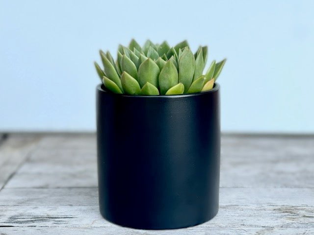 succulent in black pot Succulent in Small Black Ceramic Pot 8cm