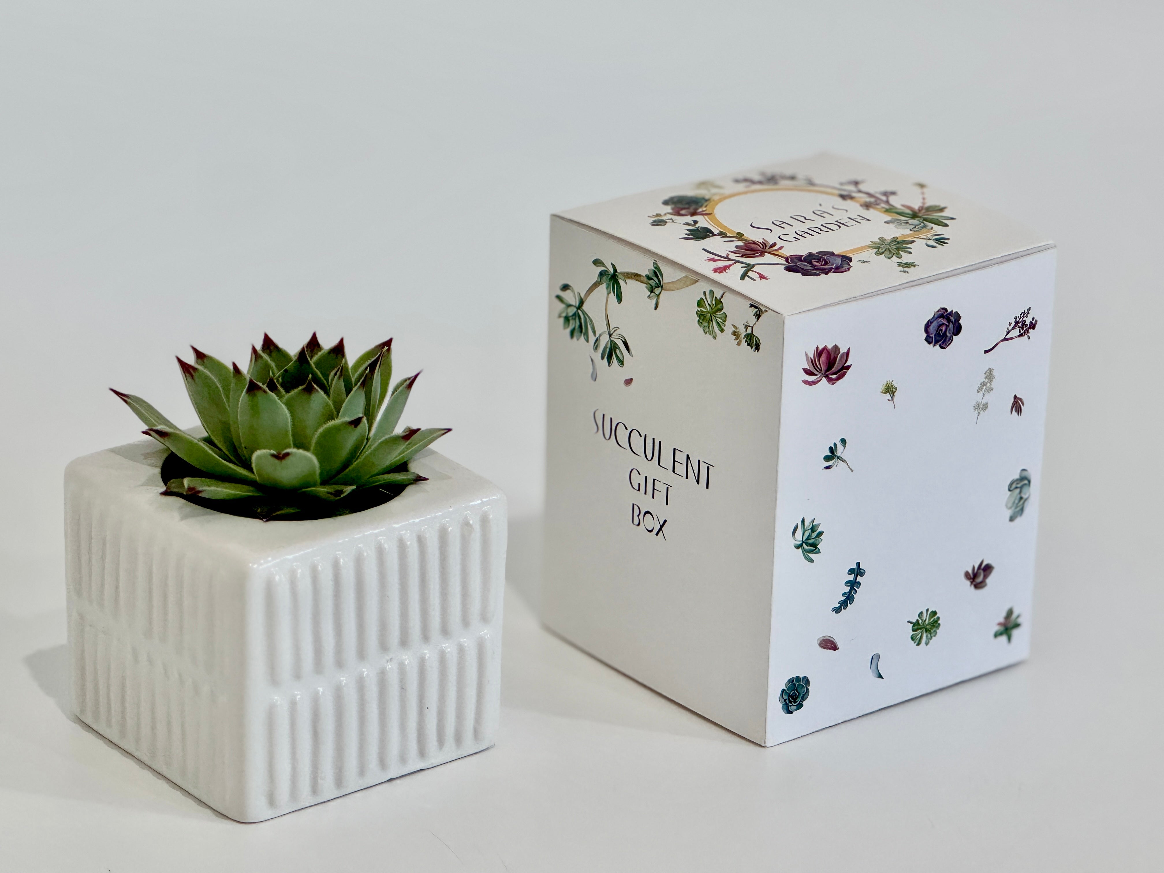 Succulent Gift Box With a Stripy Ceramic pot