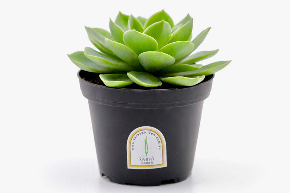 sara's succulents Potted Succulent Plant – 10cm