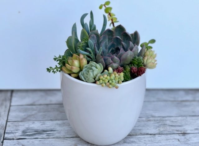 Succulent Garden in Ceramic Pot - Sydney Delivery