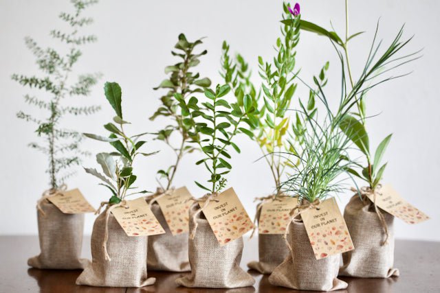Australian Native Plants - Pack of 10