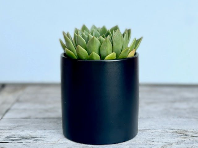 black succulent pot Elegant Succulent in Black Ceramic Pot 11cm