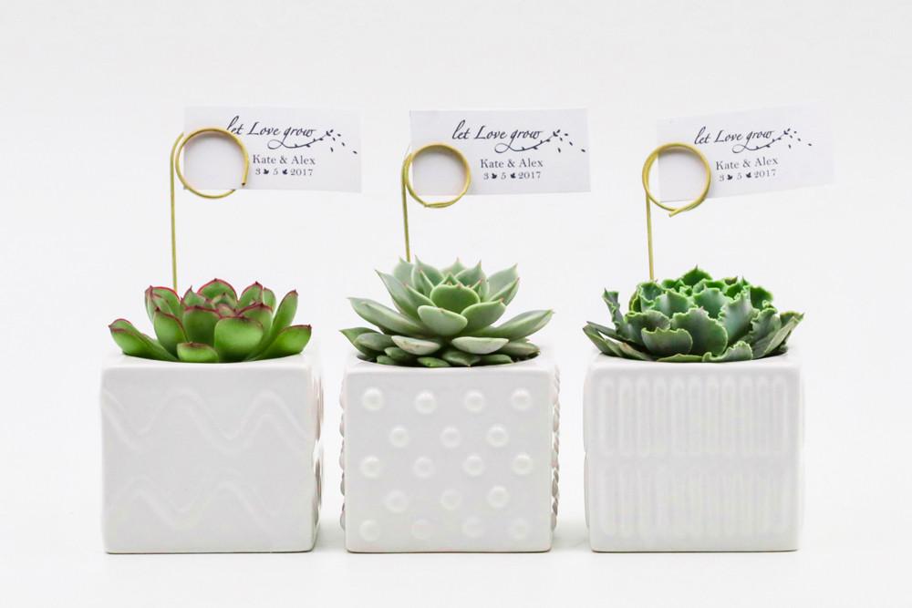 square succulent pots Succulents in a Mix of Stylish Ceramic Pots