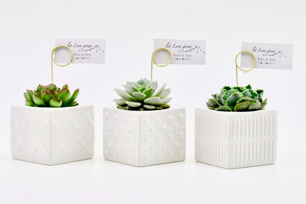 Succulents in a mix of square ceramic pots