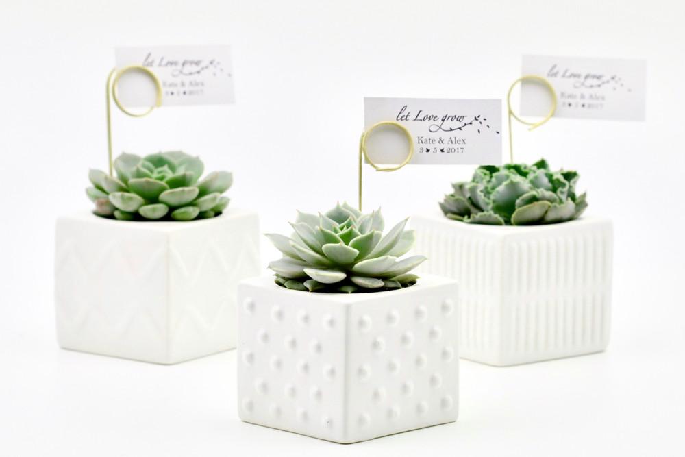 Succulents in a mix of square ceramic pots