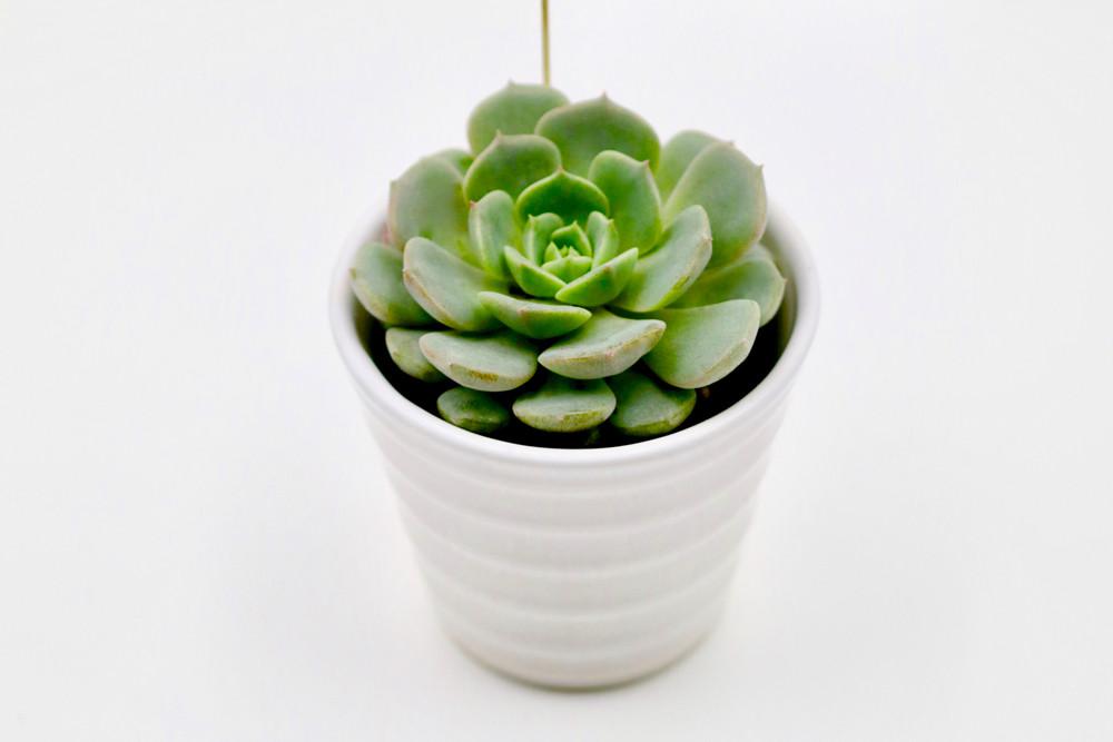 Succulent in Ceramic Cone Shaped Pot