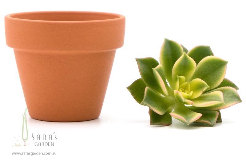 Mini Terracotta Pot