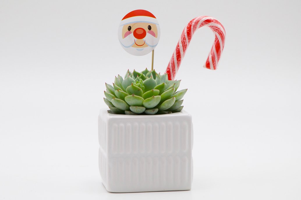 succulent xmas gifts Succulent Christmas Gift