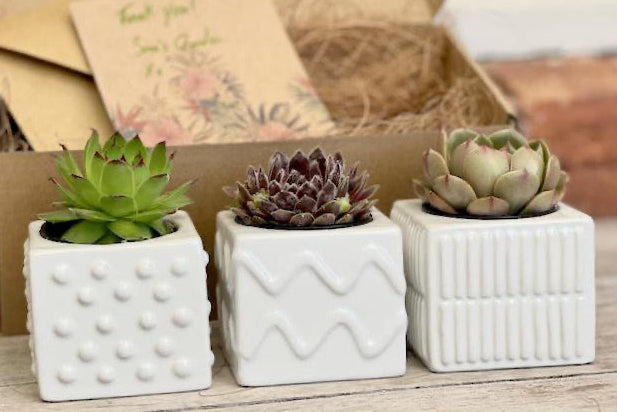 Trio Succulent Gift Box – Designer Ceramic Pots