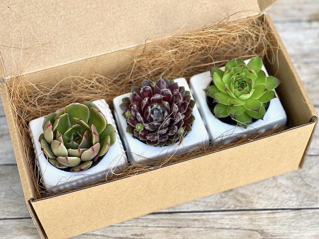 Thoughtful Small Succulent Gift Box