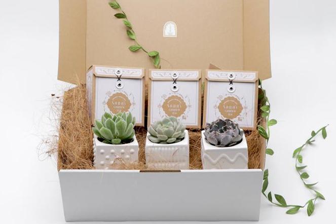 Succulents & Tea Gift Box No.2