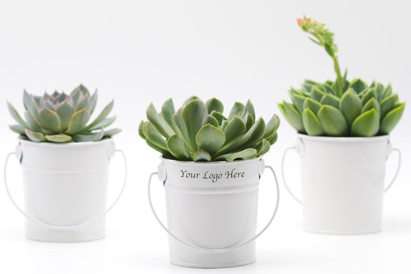 succulent bucket Potted Succulent Gift for Business Events, Employees, Teachers,
