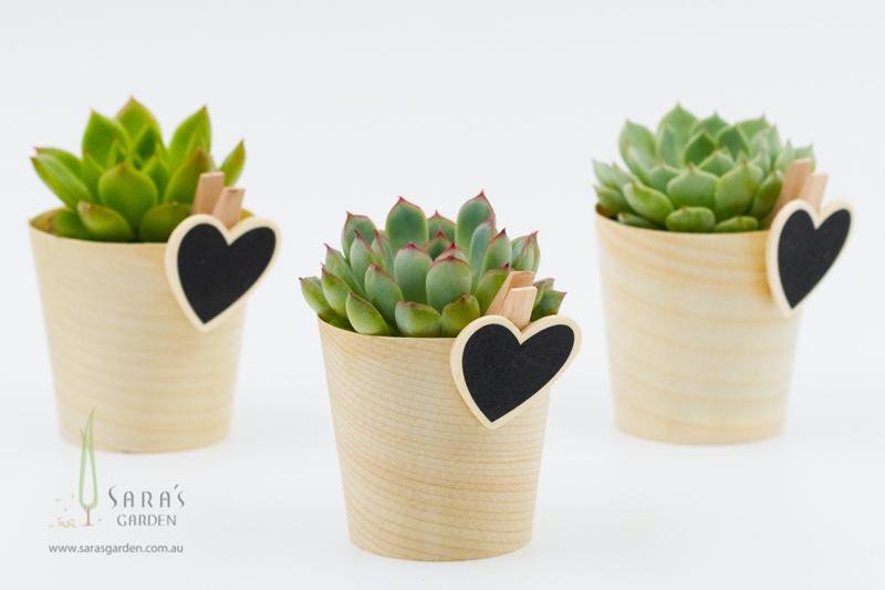 Mini Potted Succulent - Gift Wrapped