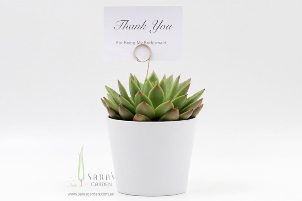 sara's succulents White Ceramic Potted Succulents Gift | Buy Succulents Online