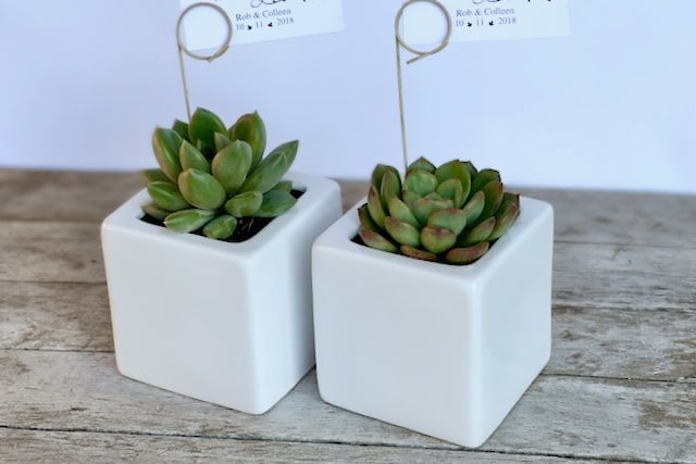 Succulent in square ceramic pot - 8cm