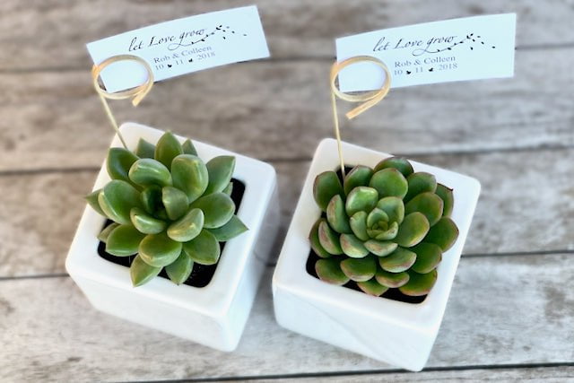 Succulent in square ceramic pot - 8cm