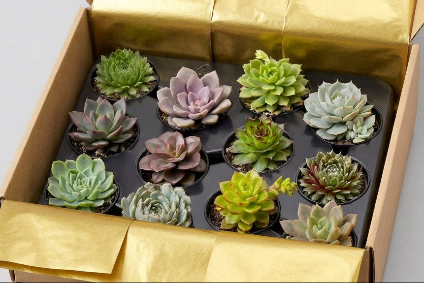 A gift box containing set of 12 various colourful small potted succulent plants arranged neatly inside.