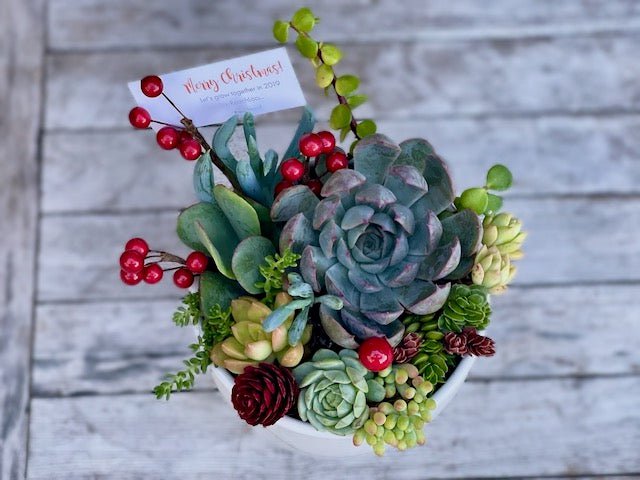 Christmas Succulent Garden in Ceramic - Sydney Delivery