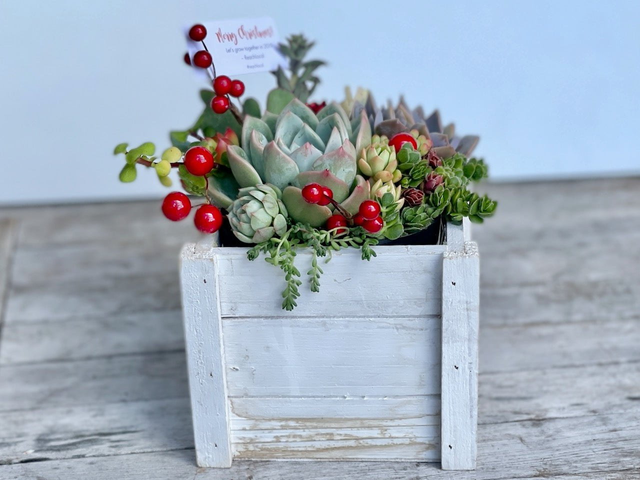 Christmas Succulent Garden in Wooden Box - Sydney Delivery Only