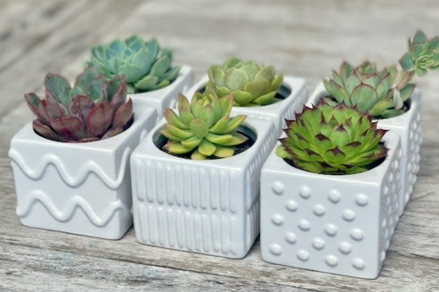 Potted Succulents Gift Box - Set of 6