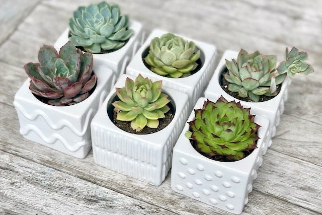 Potted Succulents Gift Box - Set of 6