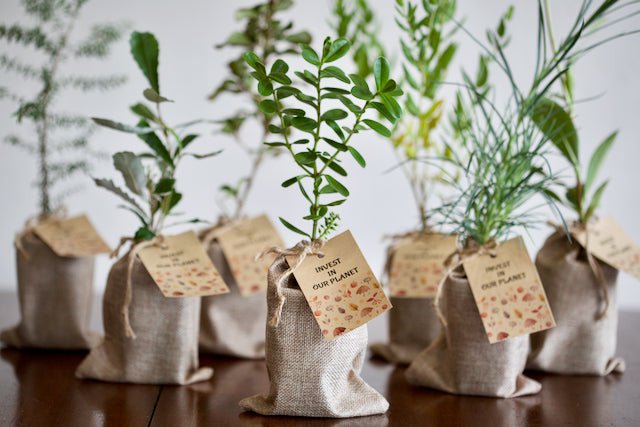 Australian Native Plant Seedling for Corporate Gifting, Australian Tree Seedling Conferance Gift