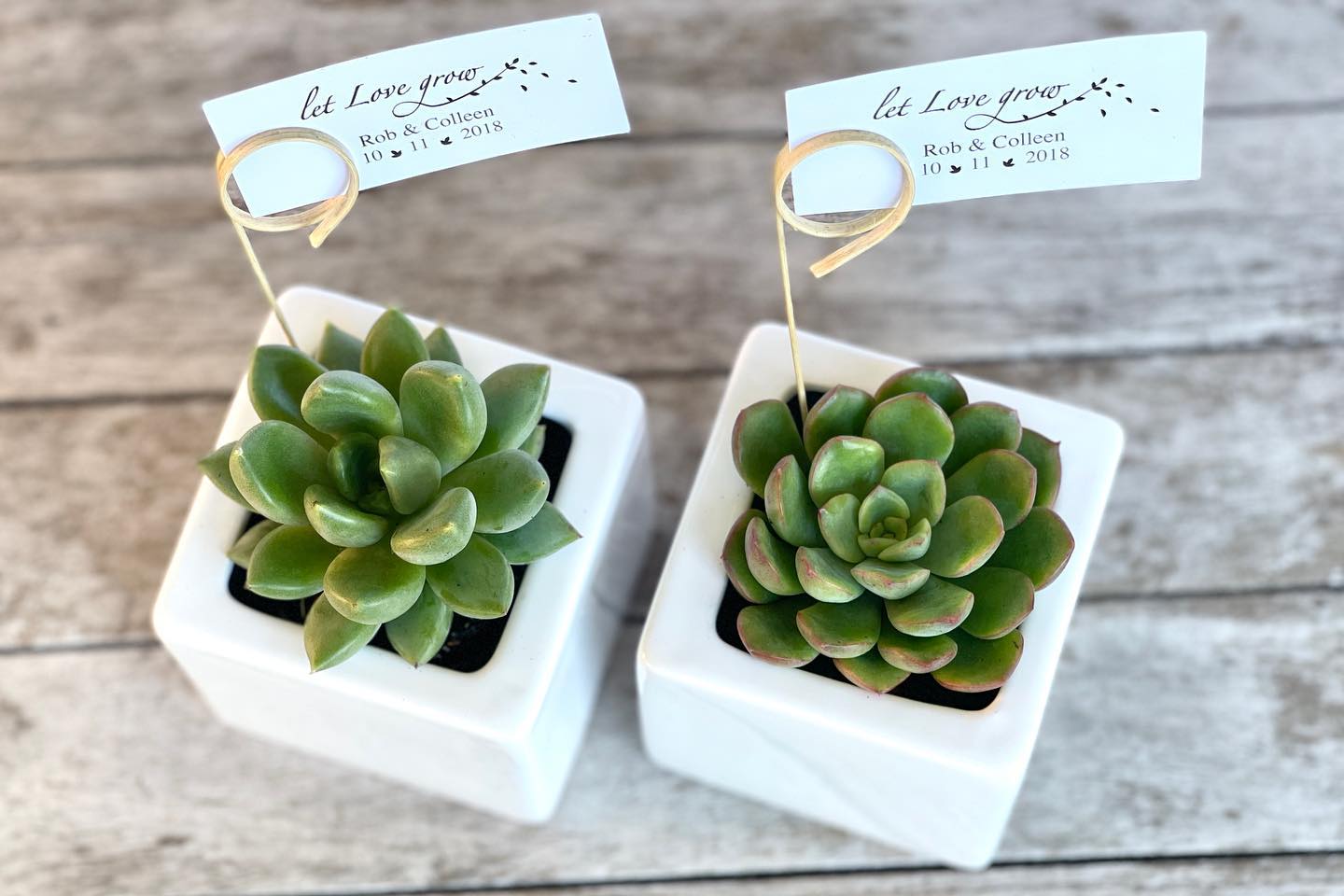 5 Tips That help your Succulents Thrive