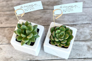 5 Tips That help your Succulents Thrive
