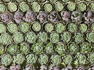 HOW TO CARE FOR SUCCULENT PLANTS