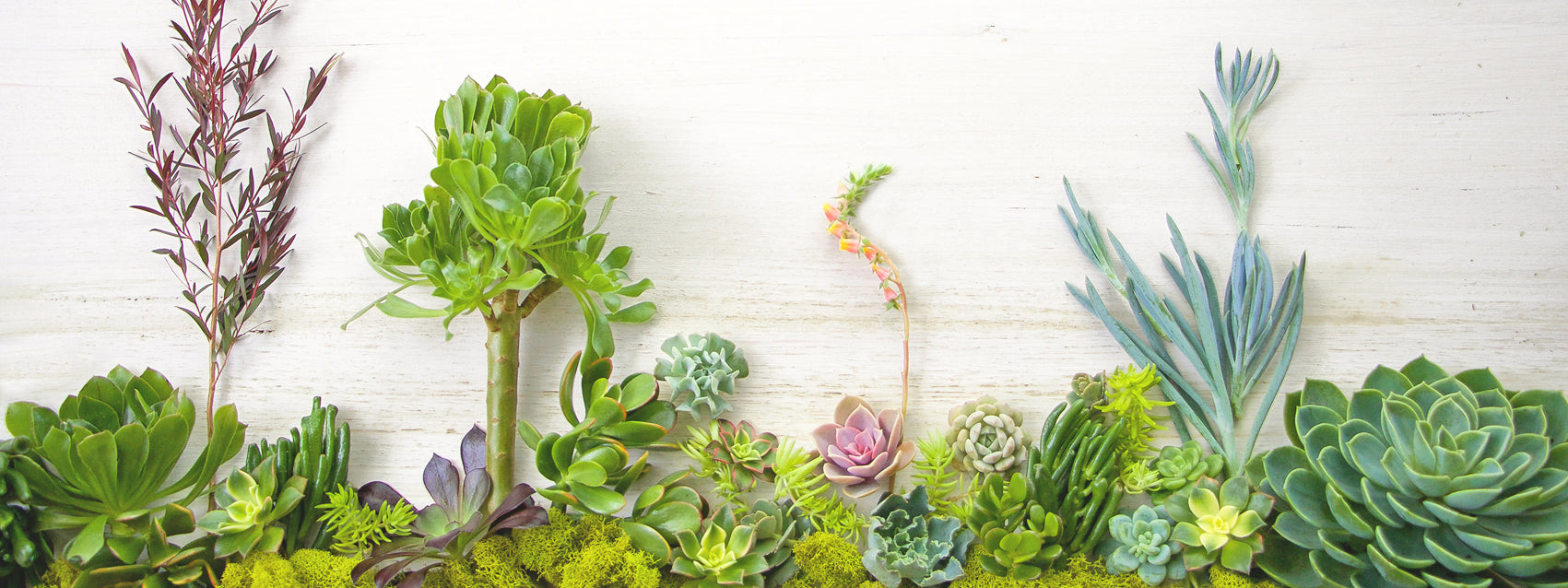 Potted Succulent Plants