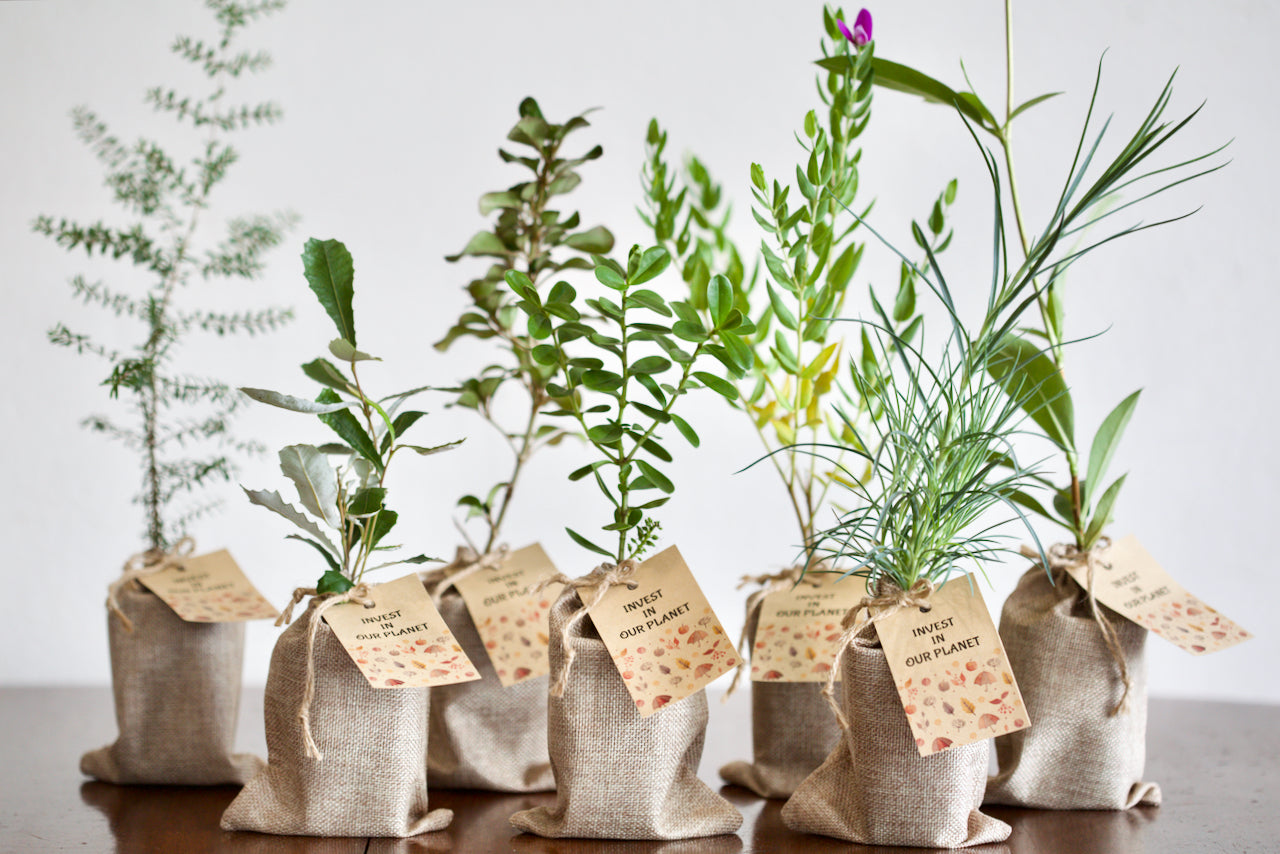 Australian Native Seedling in Jute Gift Bag, Gift Tag & Shipping