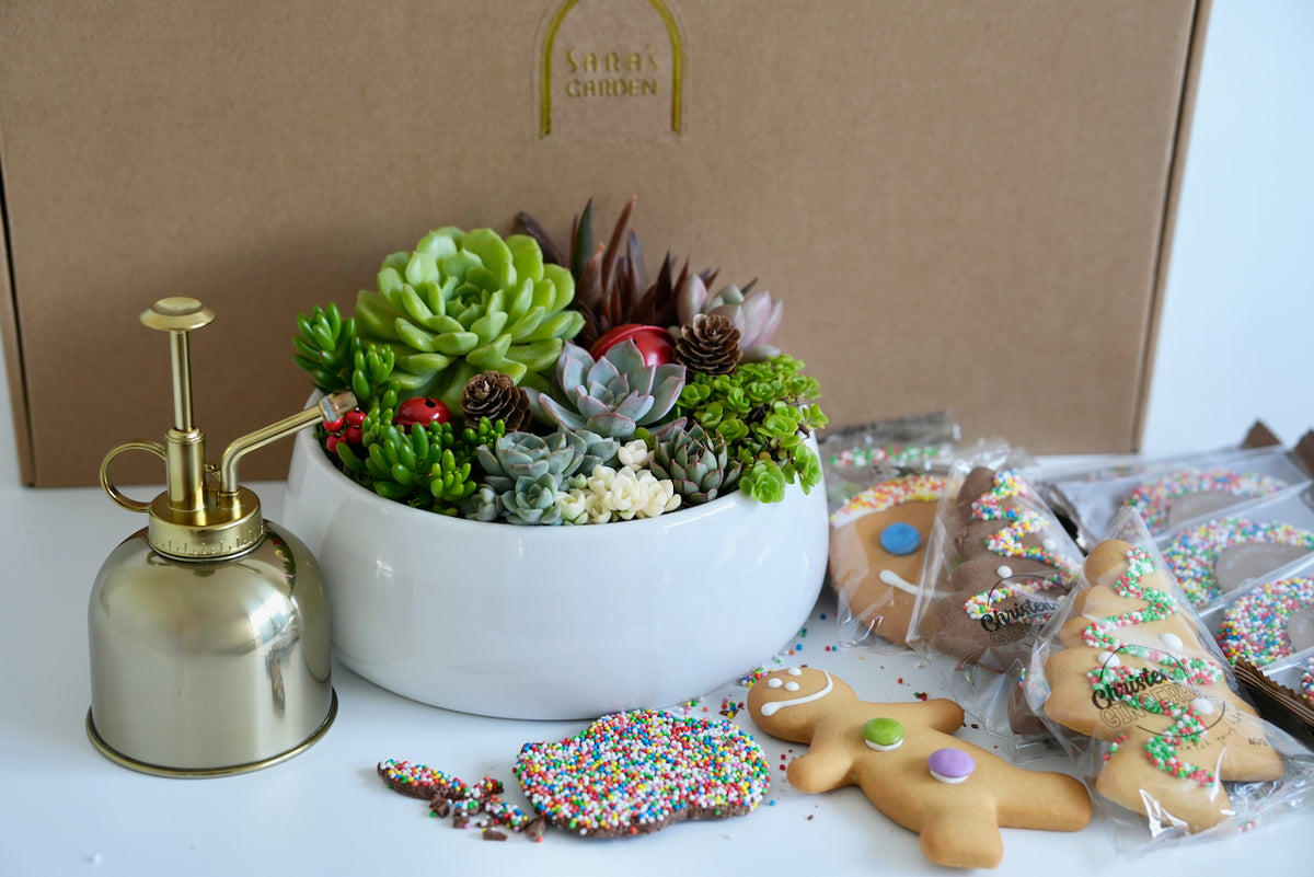 Christmas Corporate Gift Hamper with succulent plants for office and staff shareable sweets, chocolates and cookies 