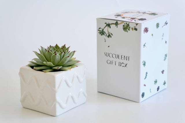 White modern planter with succulent and decorative gift box on a light background
