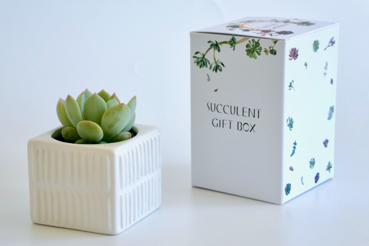 Succulent Gift Box With a Stripy Ceramic pot