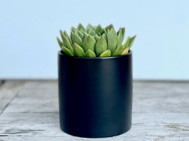 Succulent in black ceramic pot - 8 cm