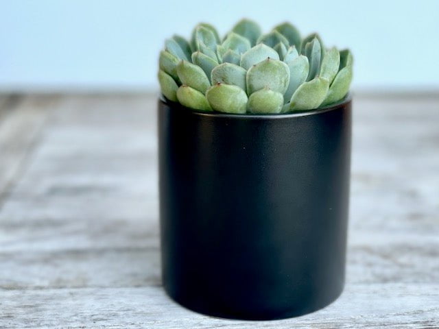 Succulent in black ceramic pot - 8 cm