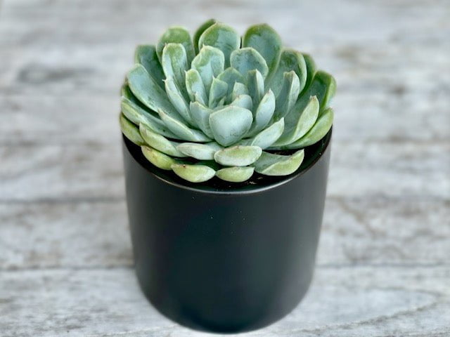 Succulent in black ceramic pot - 8 cm