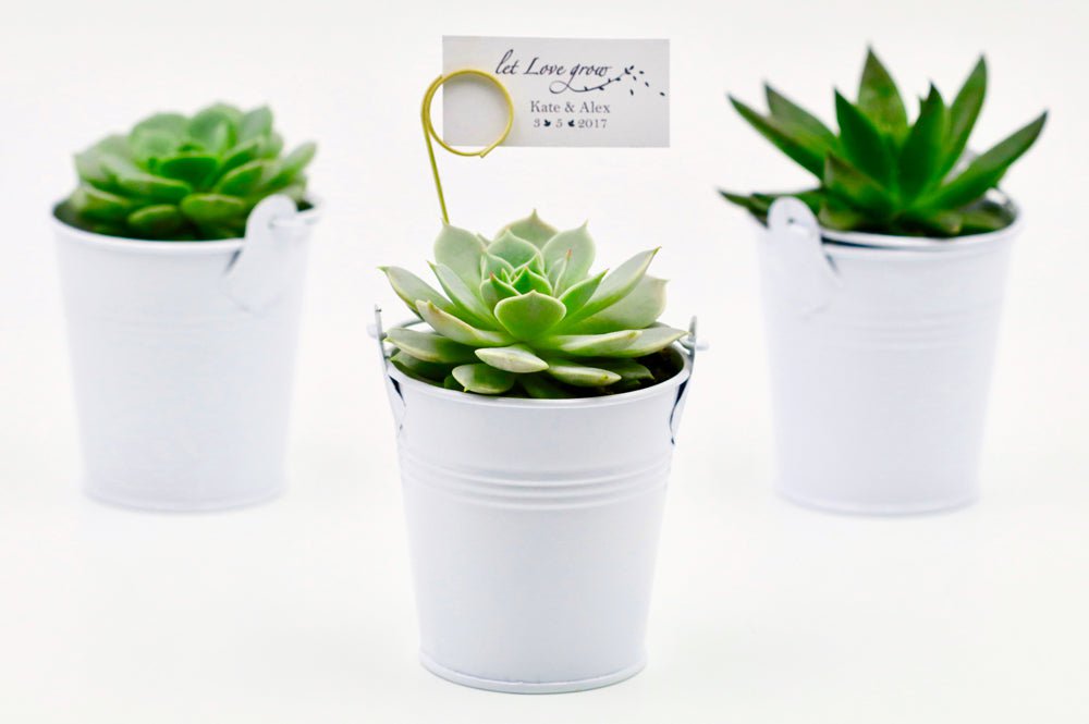 Succulent Favours in 6cm Tin Bucket - White