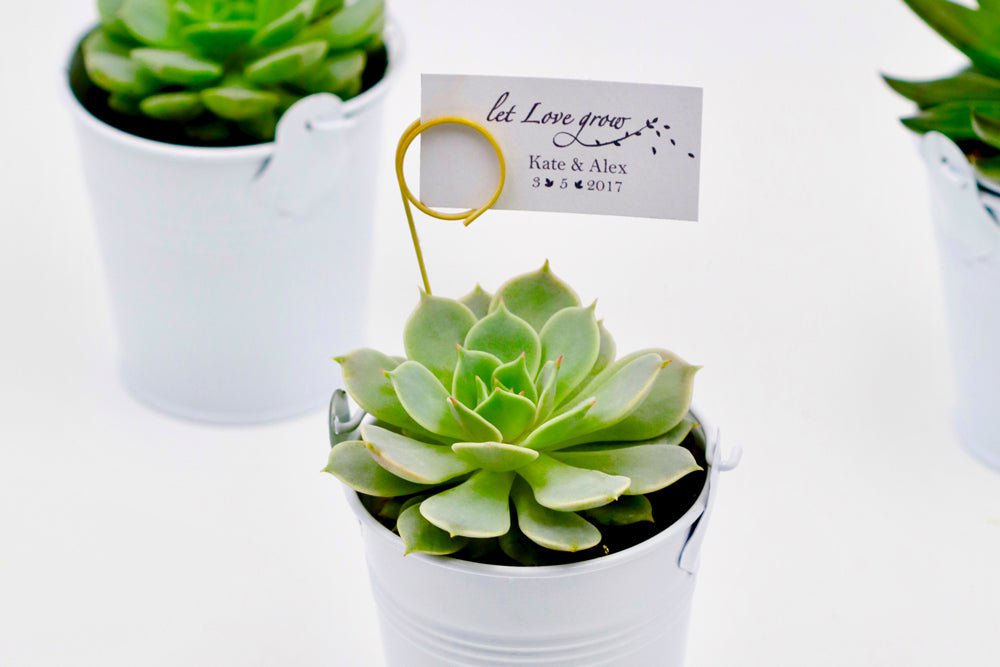 Succulent Favours in 6cm Tin Bucket - White