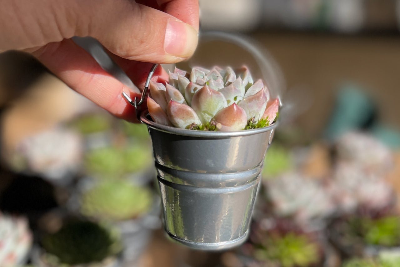 Succulent Favours in 6cm Tin Bucket - Silver