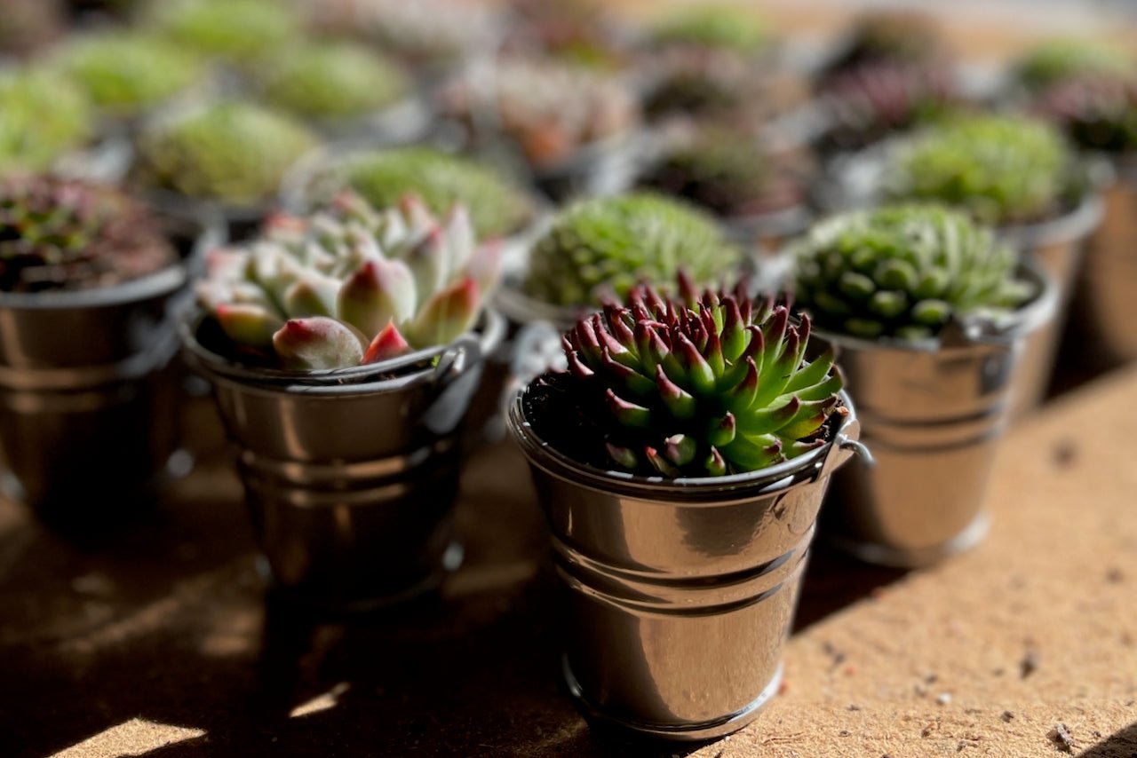 Succulent Favours in 6cm Tin Bucket - Silver