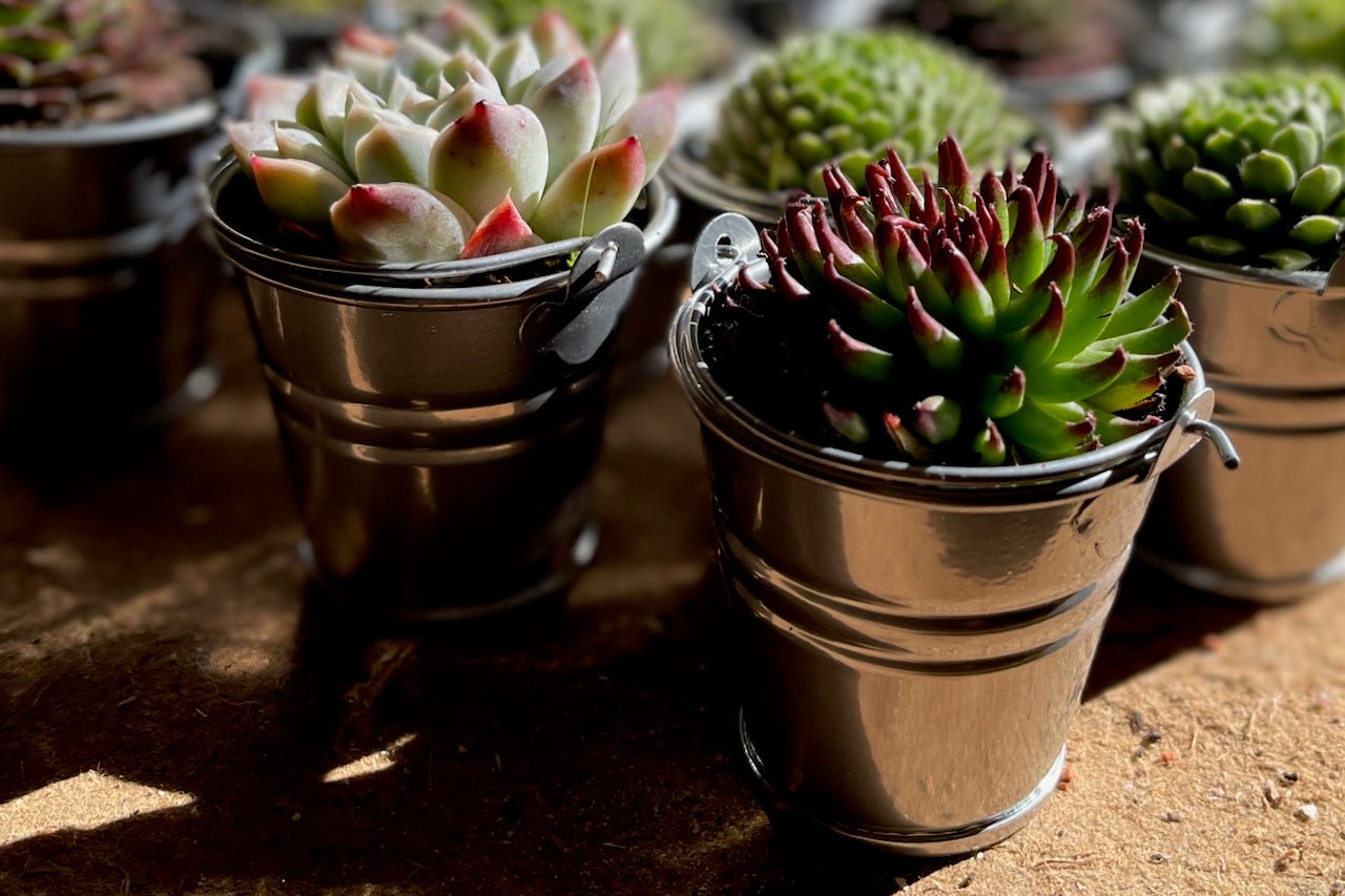 Succulent Favours in 6cm Tin Bucket - Silver