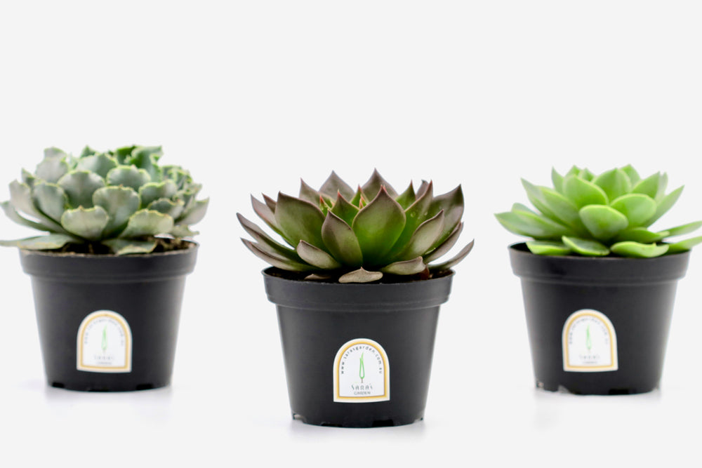 POTTED SUCCULENT PLANT – 10CM