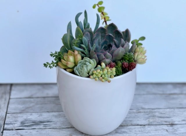 Succulent Garden in Ceramic Pot