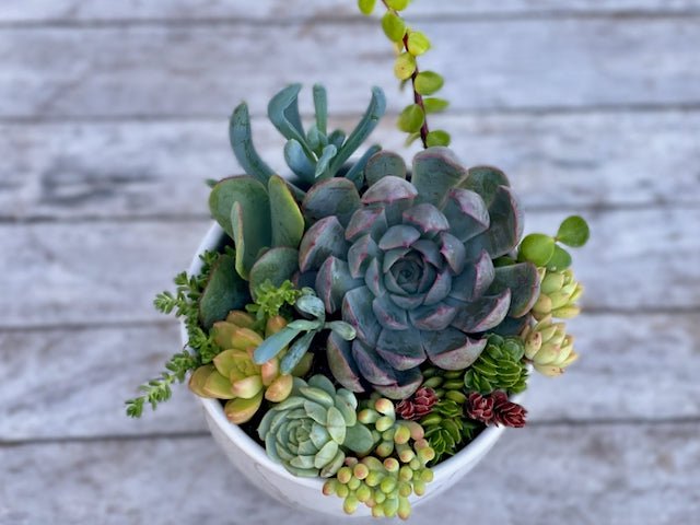 Succulent Garden in Ceramic Pot