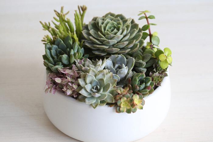 succulent arrangement centrepiece in ceramic bowl 