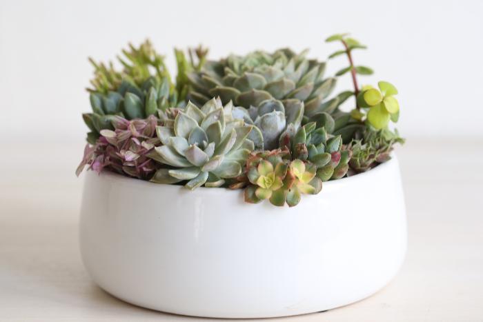 Large succulent centrepiece Succulent arrangement Succulent Garden Gift